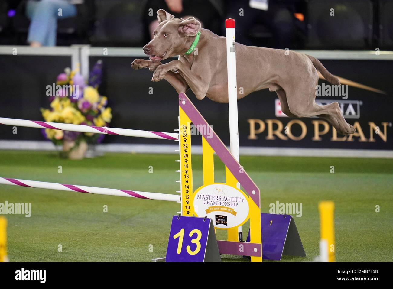 Calgary, the Weimaraner, competes in the Masters Agility Competition