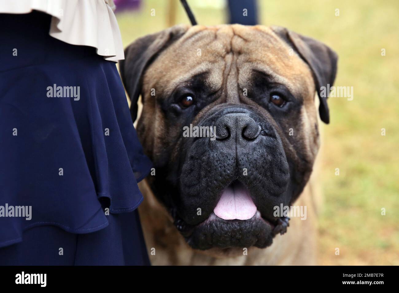 Bullmastiff kennel cheap club