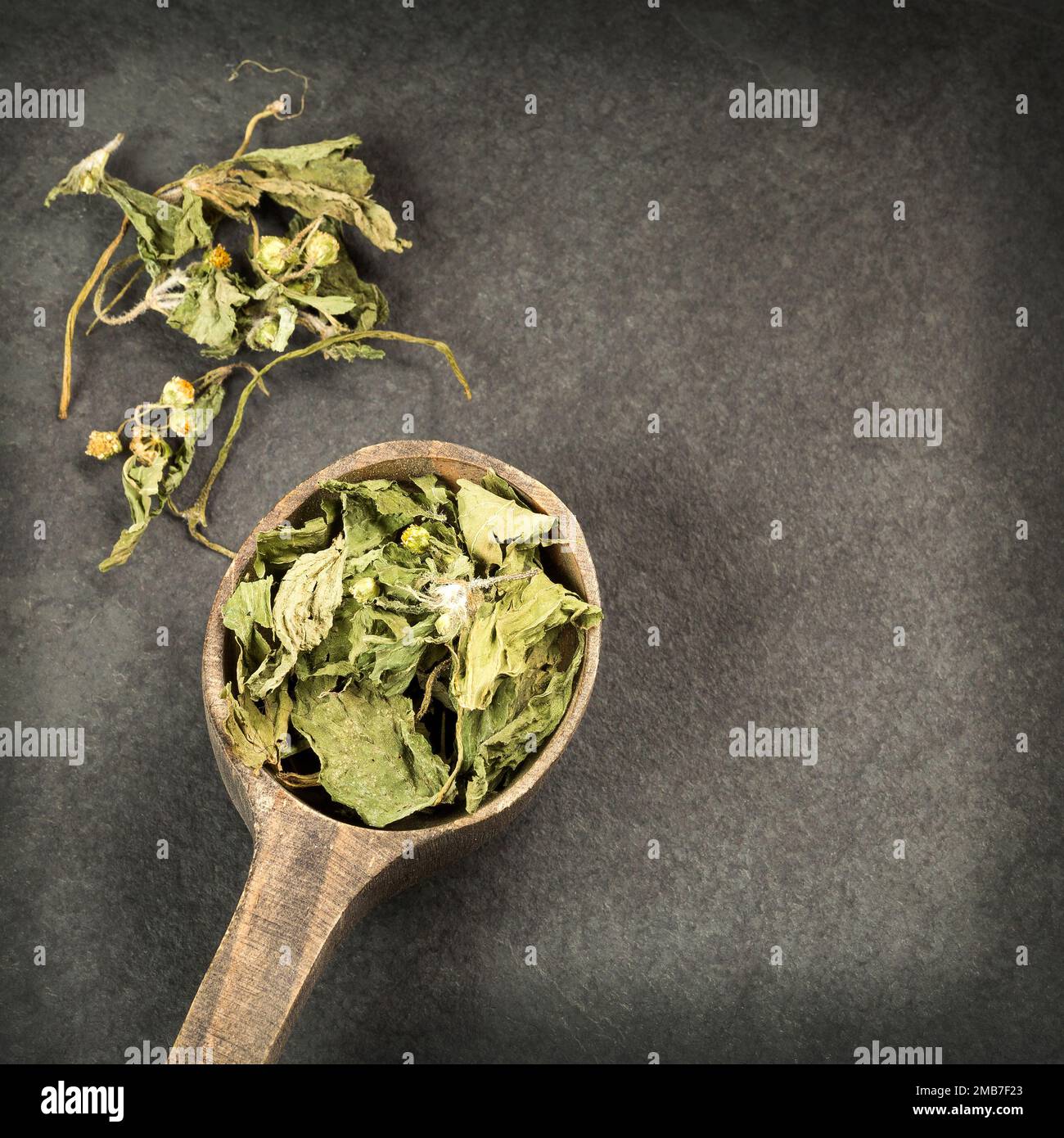 Galinsoga parviflora - Dried dehydrated leaves of guasca Stock Photo ...