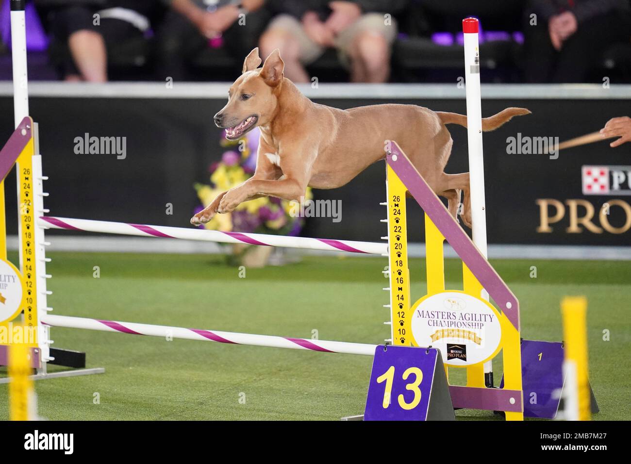 Brio, the All American Dog, competes in the Masters Agility Competition
