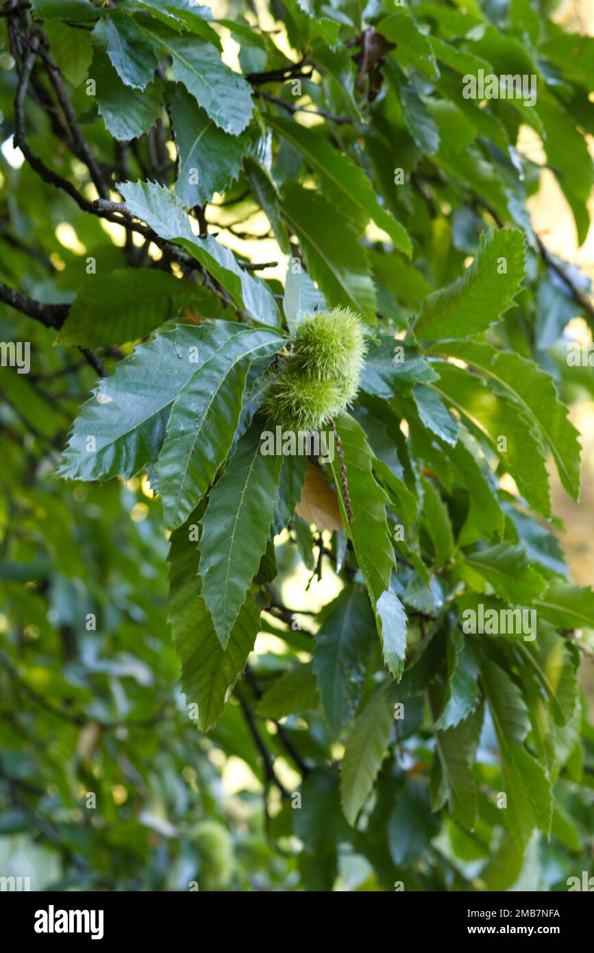 Conker flour hi-res stock photography and images - Alamy