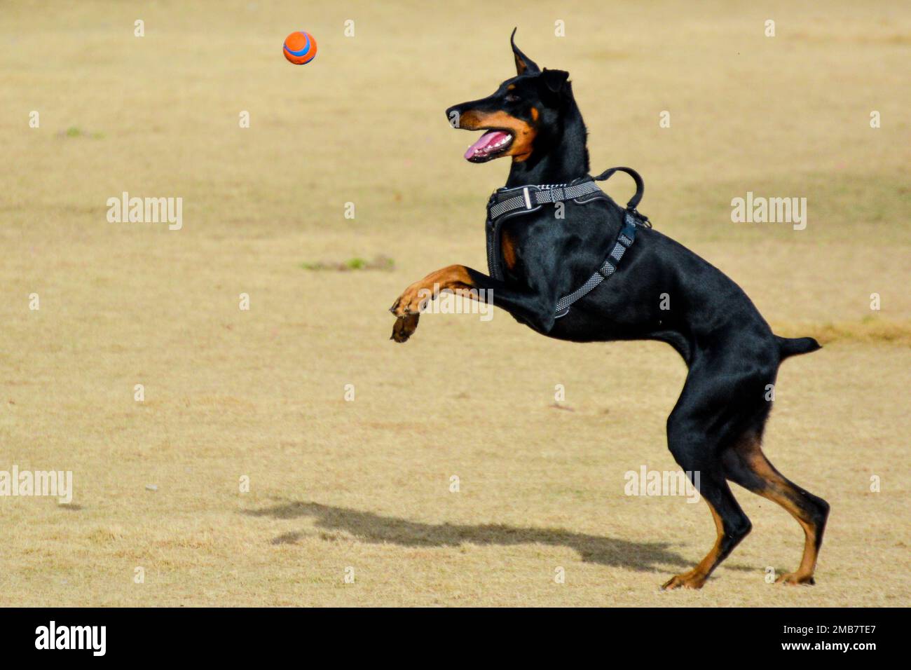 A closeup shot in motion of Dobermann dog catching orange and blue ball in the field on sunny day Stock Photo