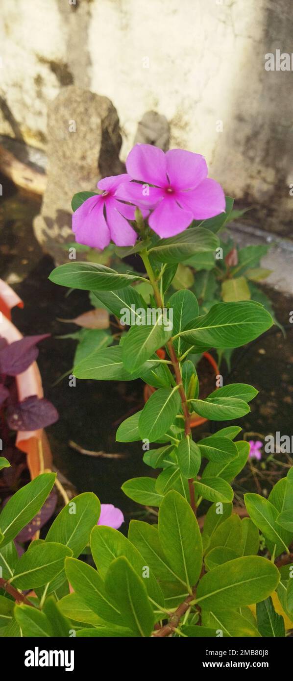 A vertical closeup shot of a pink Zephyranthes Minuta flower in a garden Stock Photo