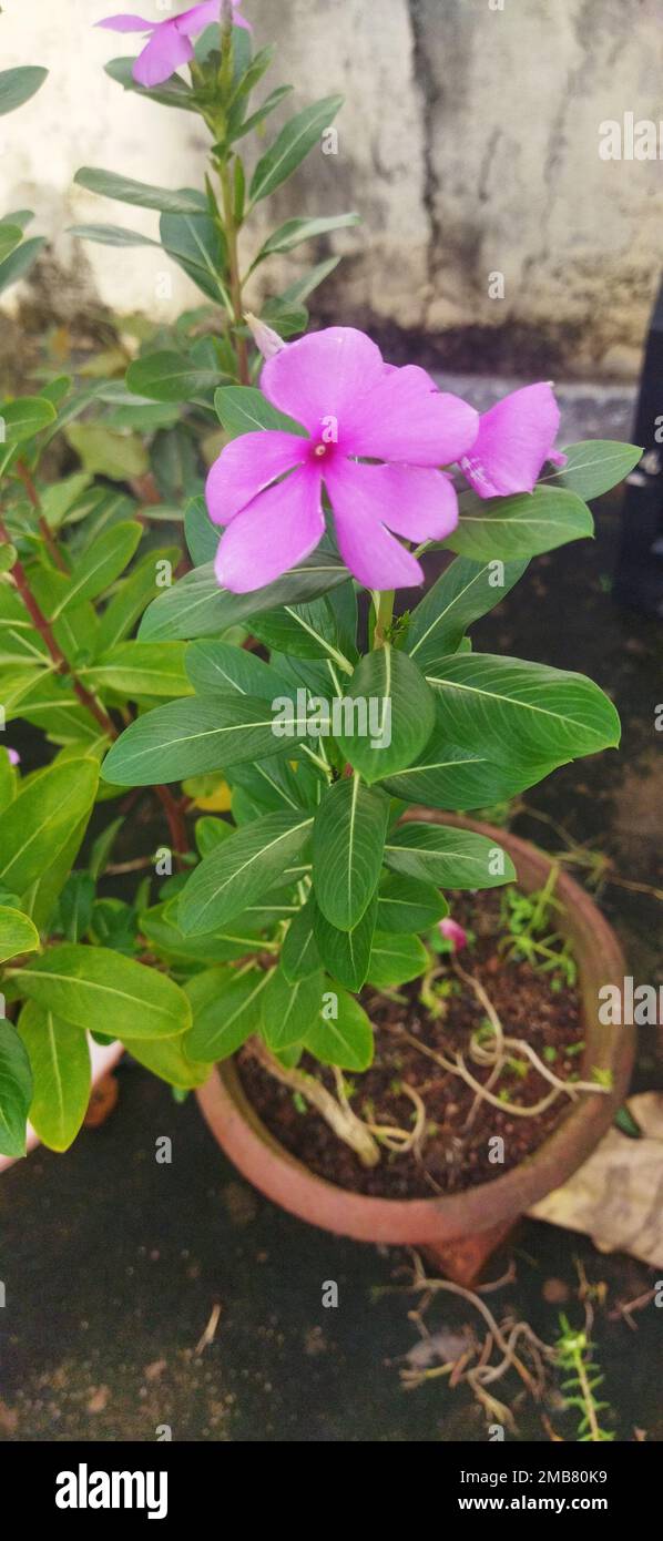 A vertical high angle shot of a pink Zephyranthes Minuta flower in a garden Stock Photo