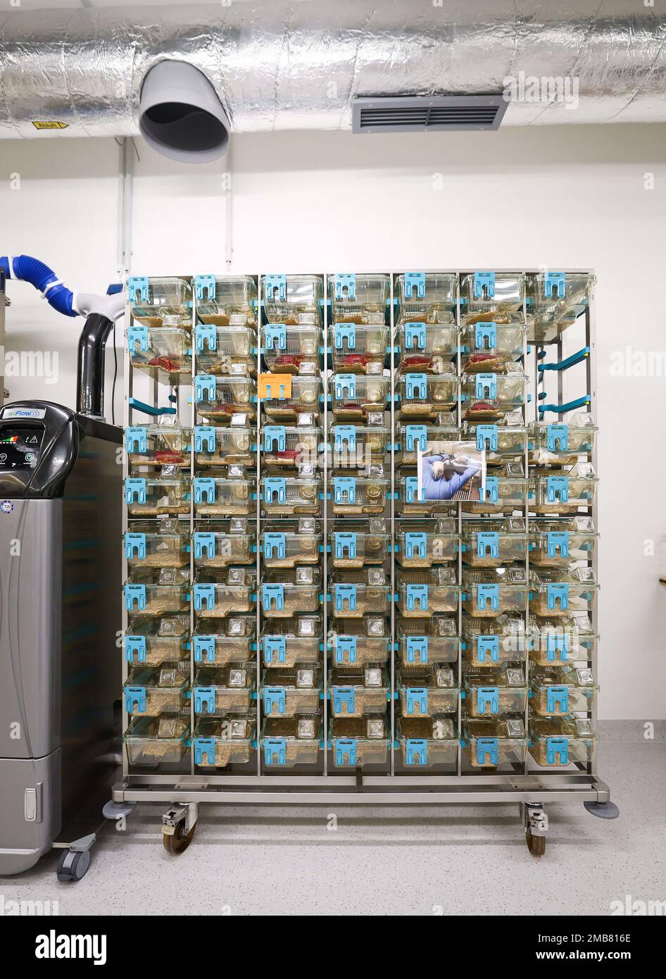Hamburg, Germany. 20th Jan, 2023. New cages for mouse husbandry with ...
