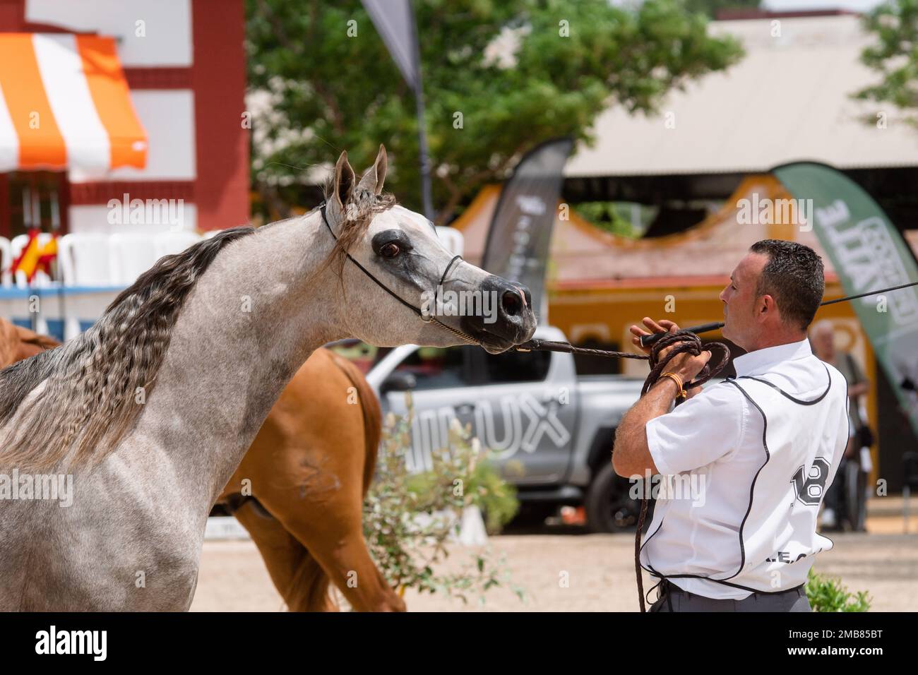 Beautiful grey stallion standing in arabian national horse show in