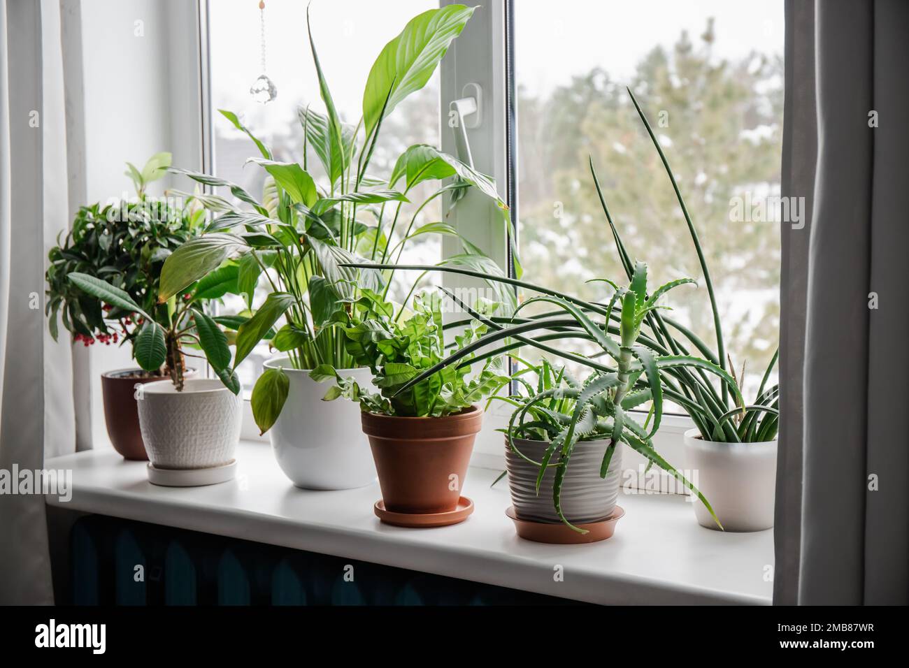 Lot of houseplants growing on window sill. From left: Ardisia crenata, Euphorbia leuconeura, Spathiphyllum, Asplenium nidus, Aloe vera... Stock Photo