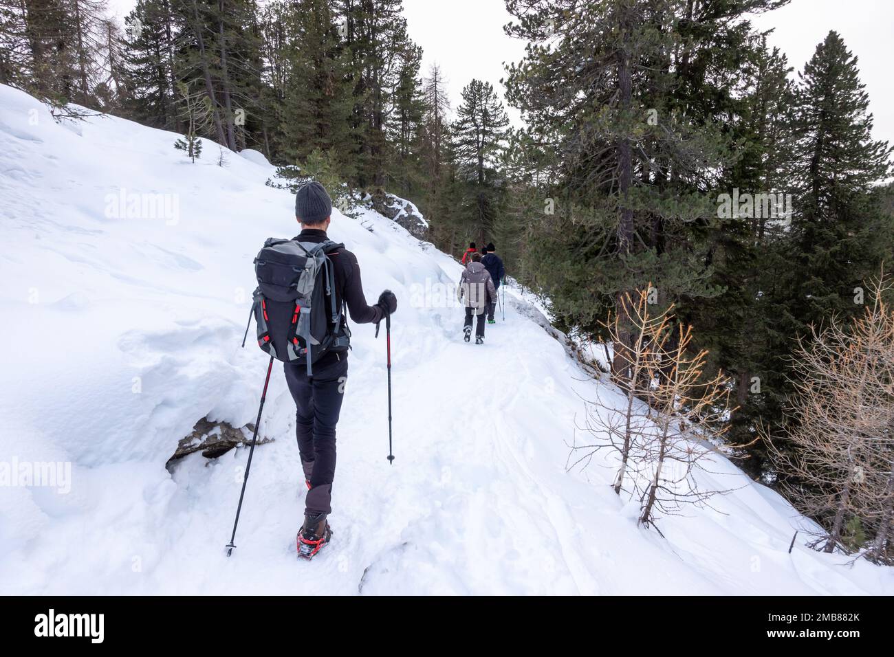 Hikers go trekking in the snow with hiking sticks during the winter holidays in the woods in the mountains. Trentino Alto Adige, Funes, South Tyrol, I Stock Photo