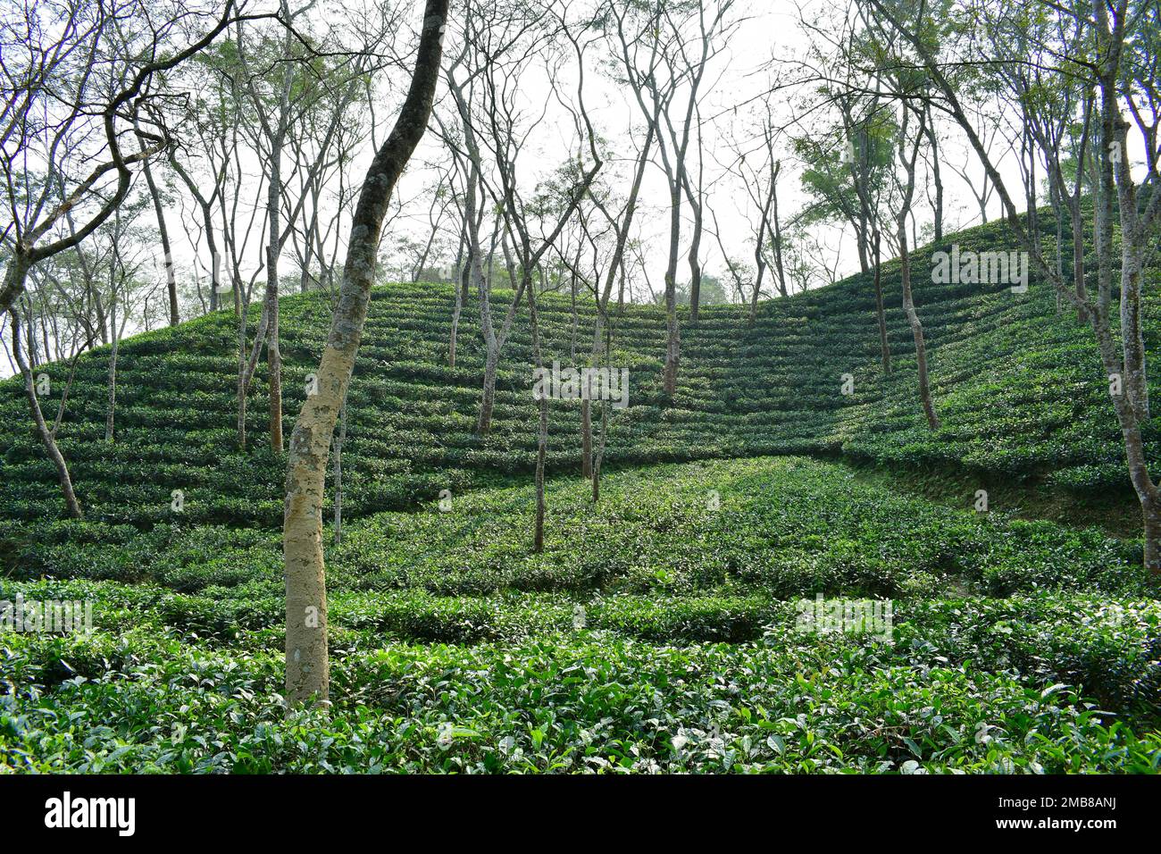 Hills of bangladesh hires stock photography and images Alamy