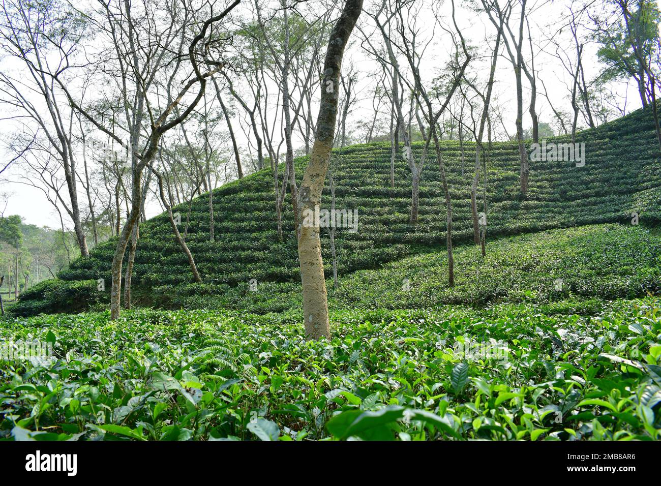Beautiful tea garden in Bangladesh with lush green plantation on