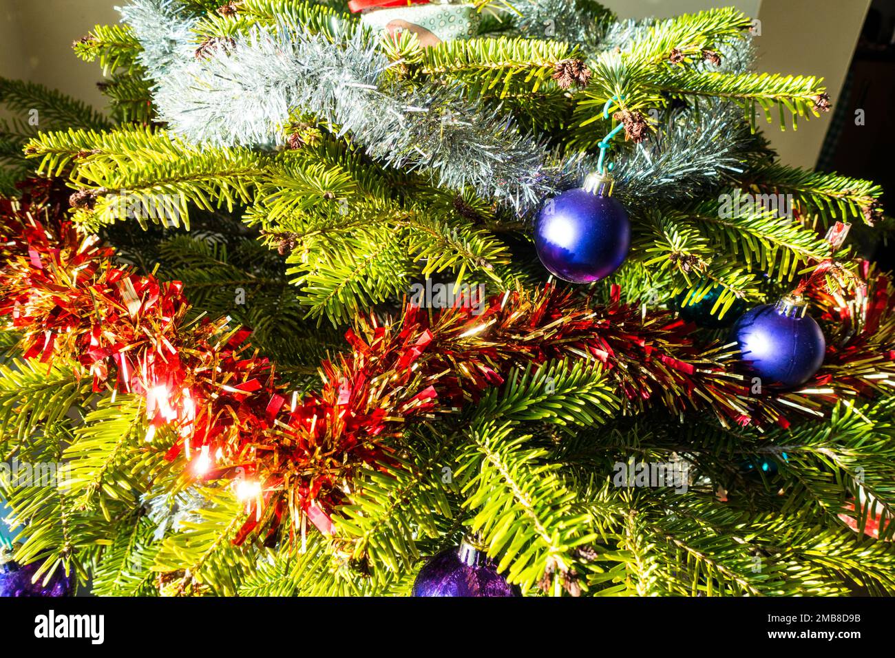 Live Christmas Tree.. Stock Photo
