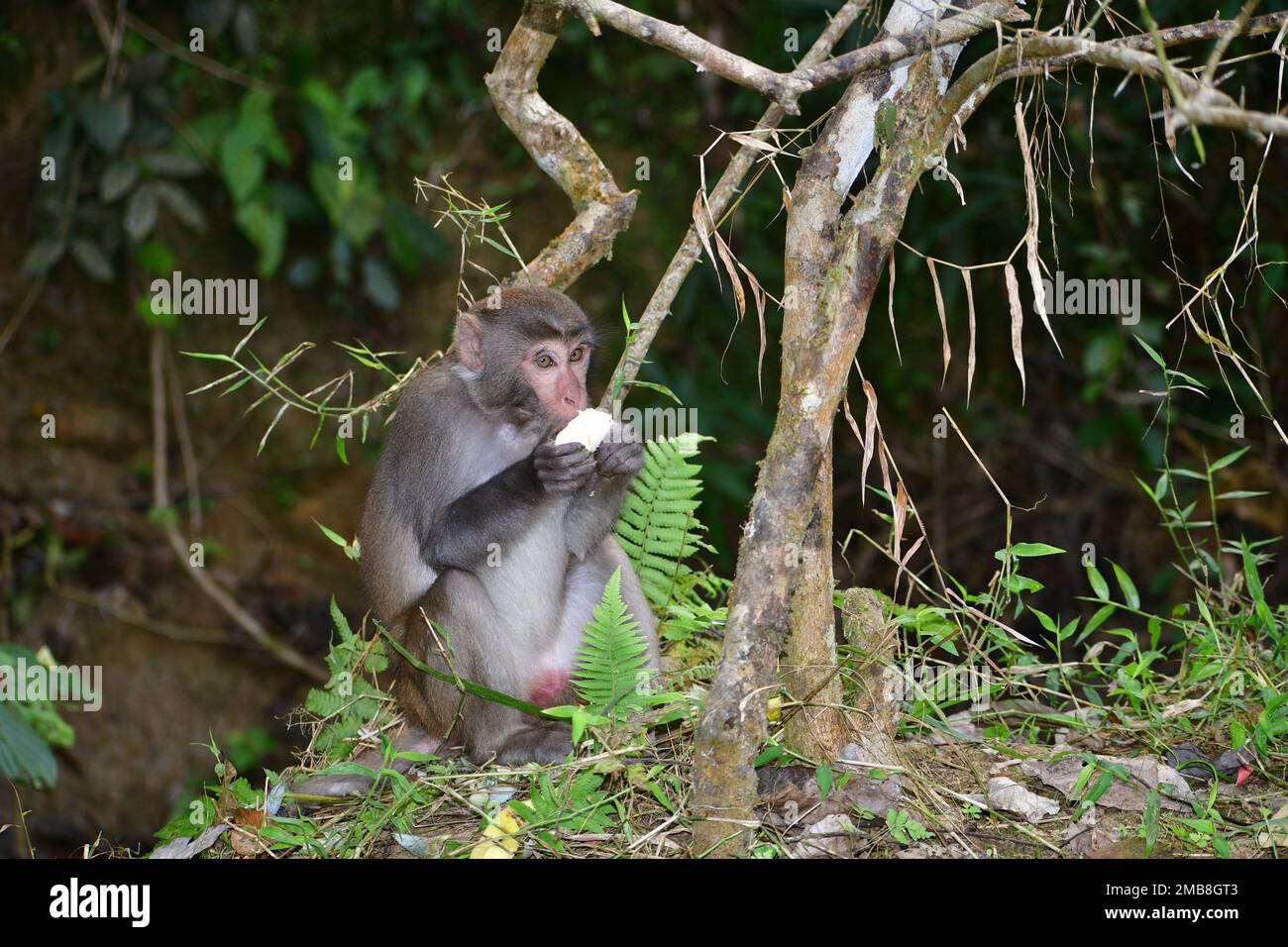 Rhesus Monkey eating banana in Lawachara National Park Bangladesh Stock Photo