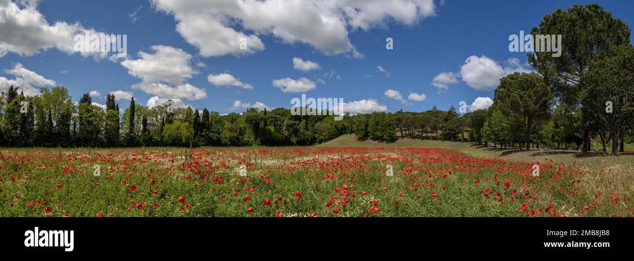 field of red poppies Stock Photo - Alamy