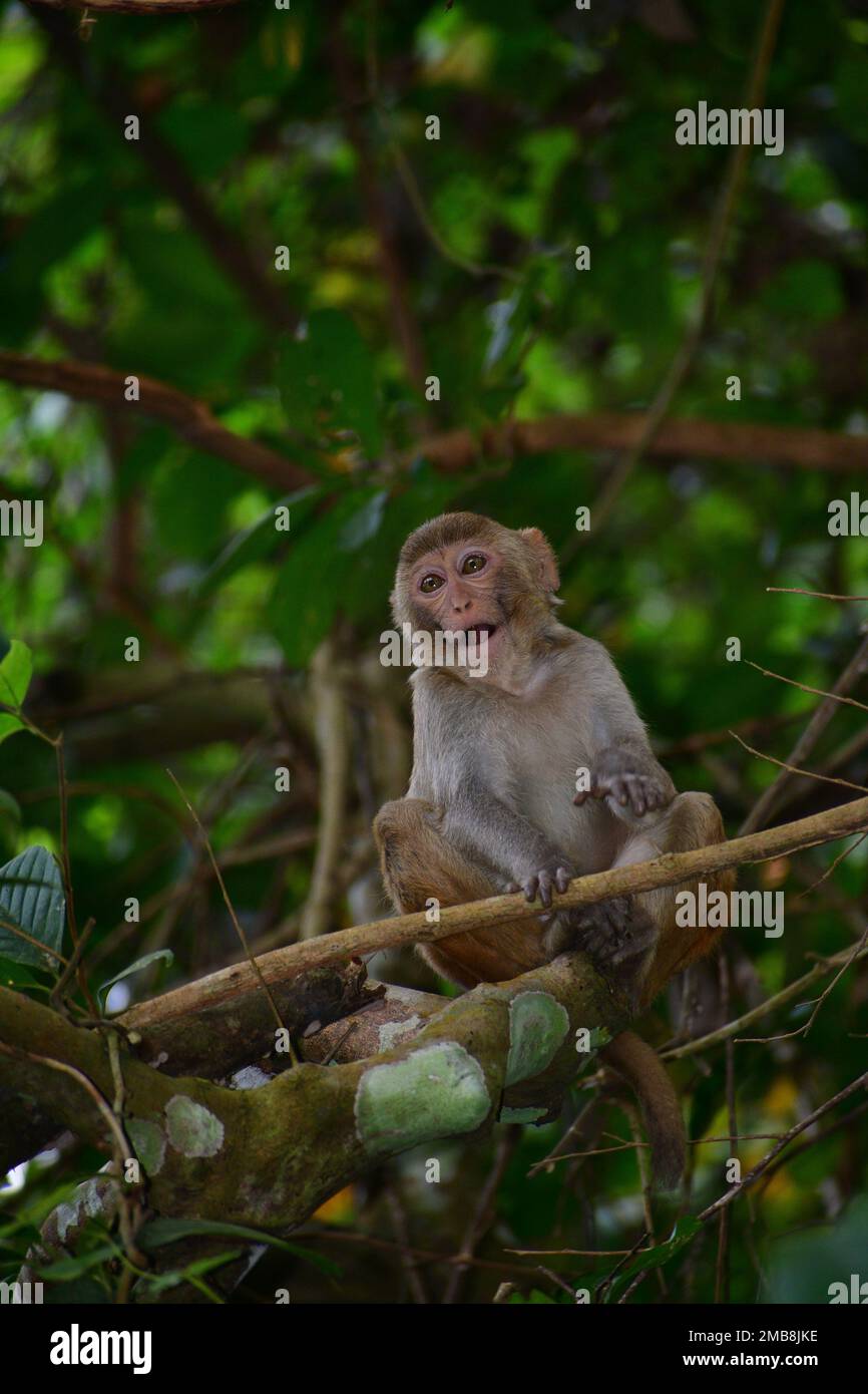 Baby Rhesus Monkey poses from tree branches in Lawachara National Park Bangladesh Stock Photo