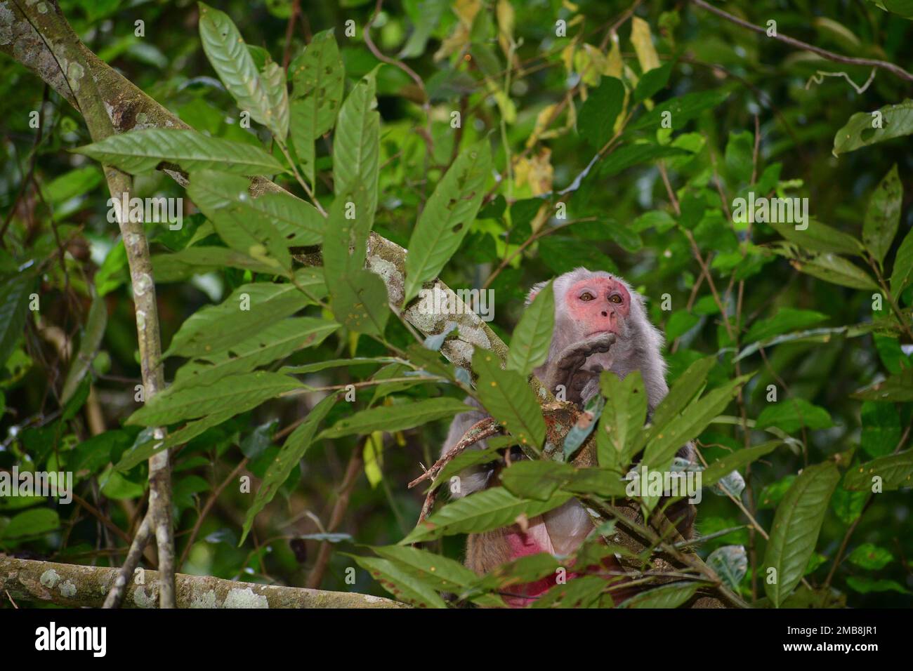 Old Rhesus Monkey peeps through tree branches in Lawachara National Park Bangladesh Stock Photo
