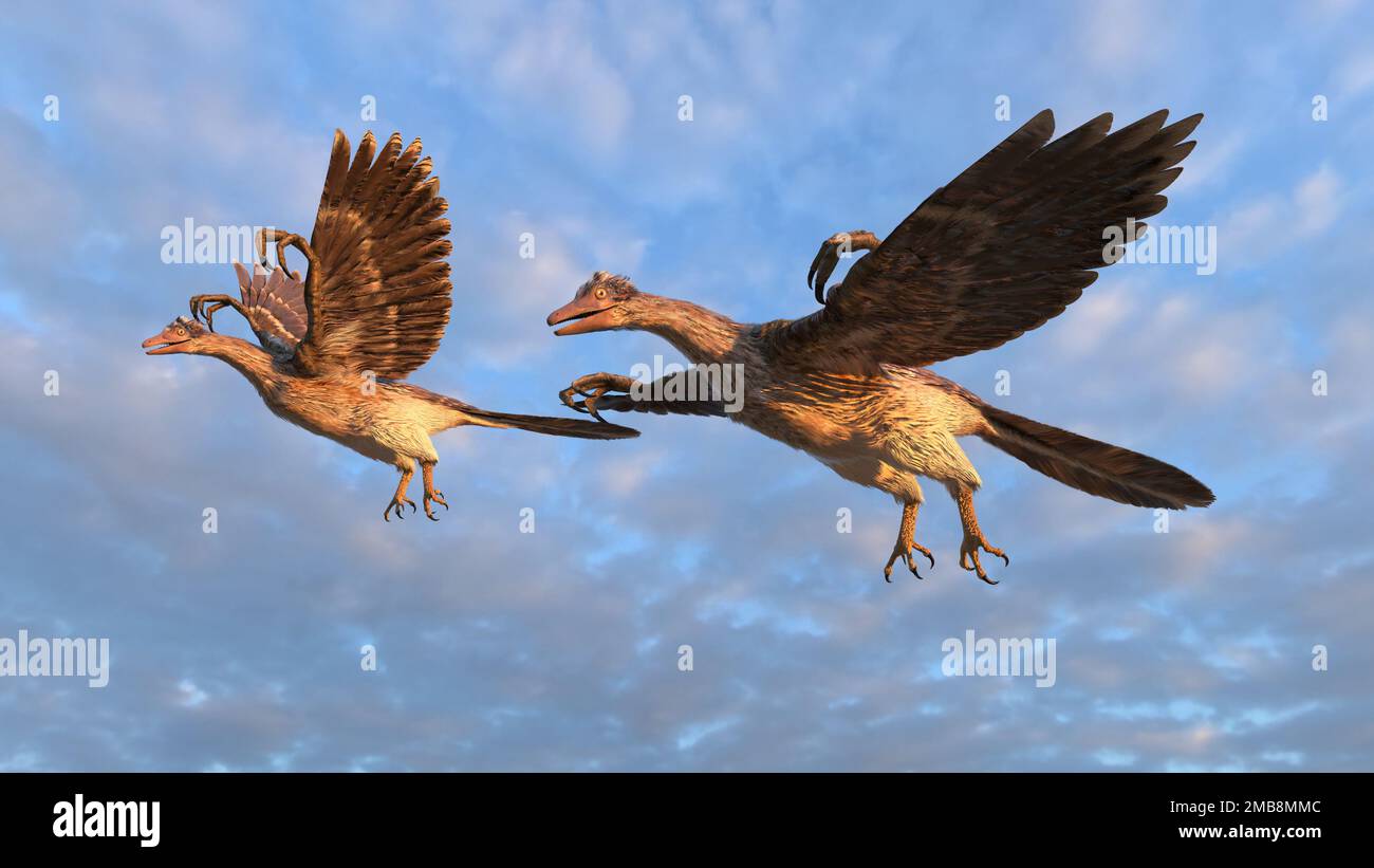 Two archeopteryx flying in the sky Stock Photo