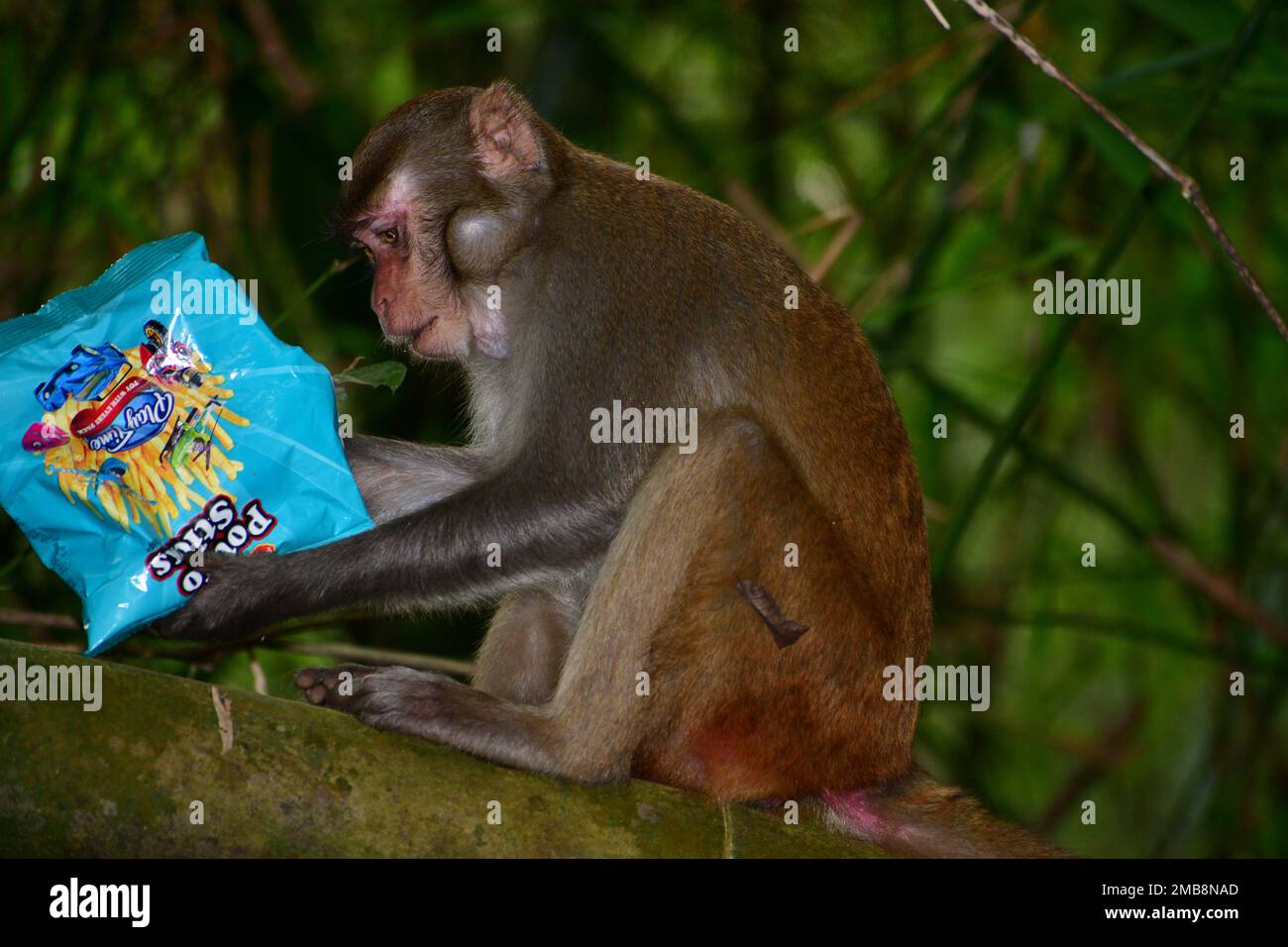 Monkey eating chips in the wild forest in Bangladesh Stock Photo
