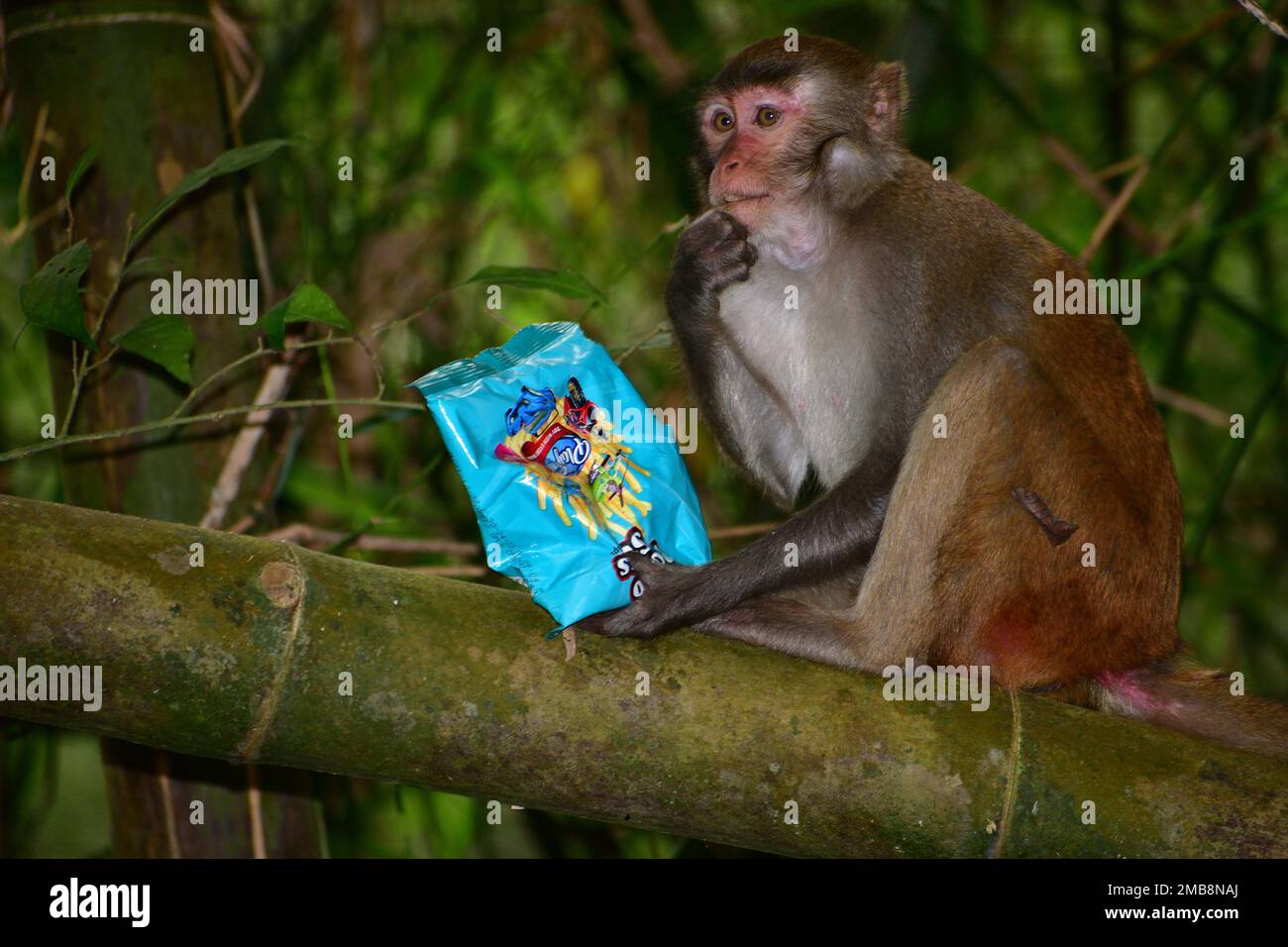 Monkey eating chips in the wild forest in Bangladesh Stock Photo