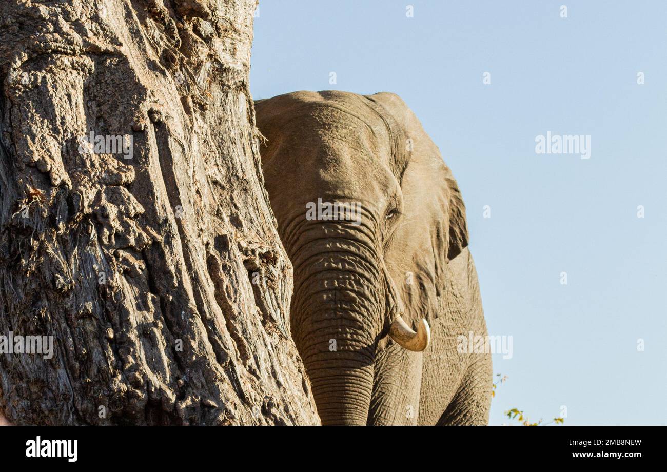 A beautiful gray elephant hiding behind a tree trunk Stock Photo Alamy
