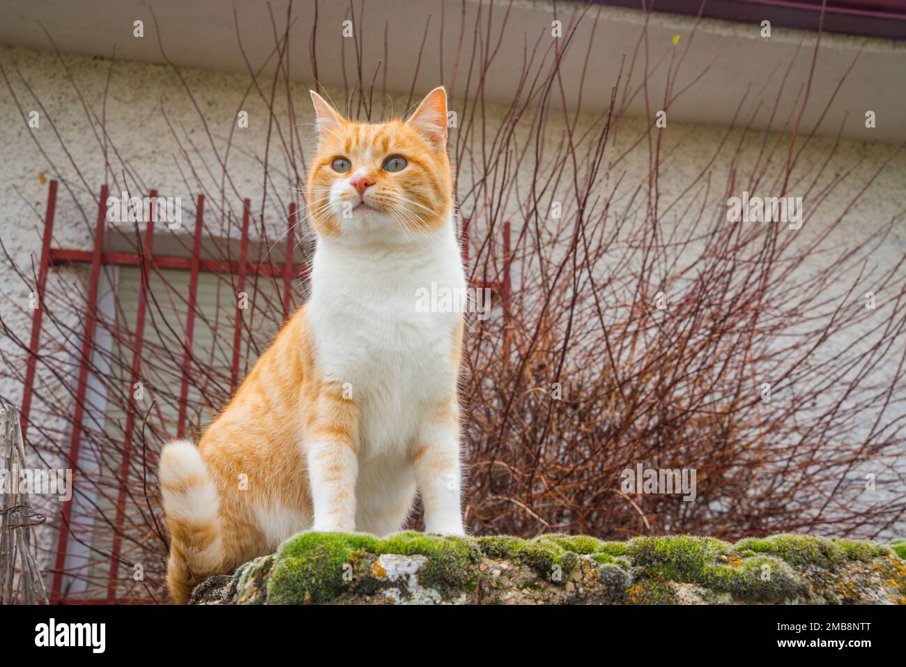 Tabby and white cat Stock Photo Alamy