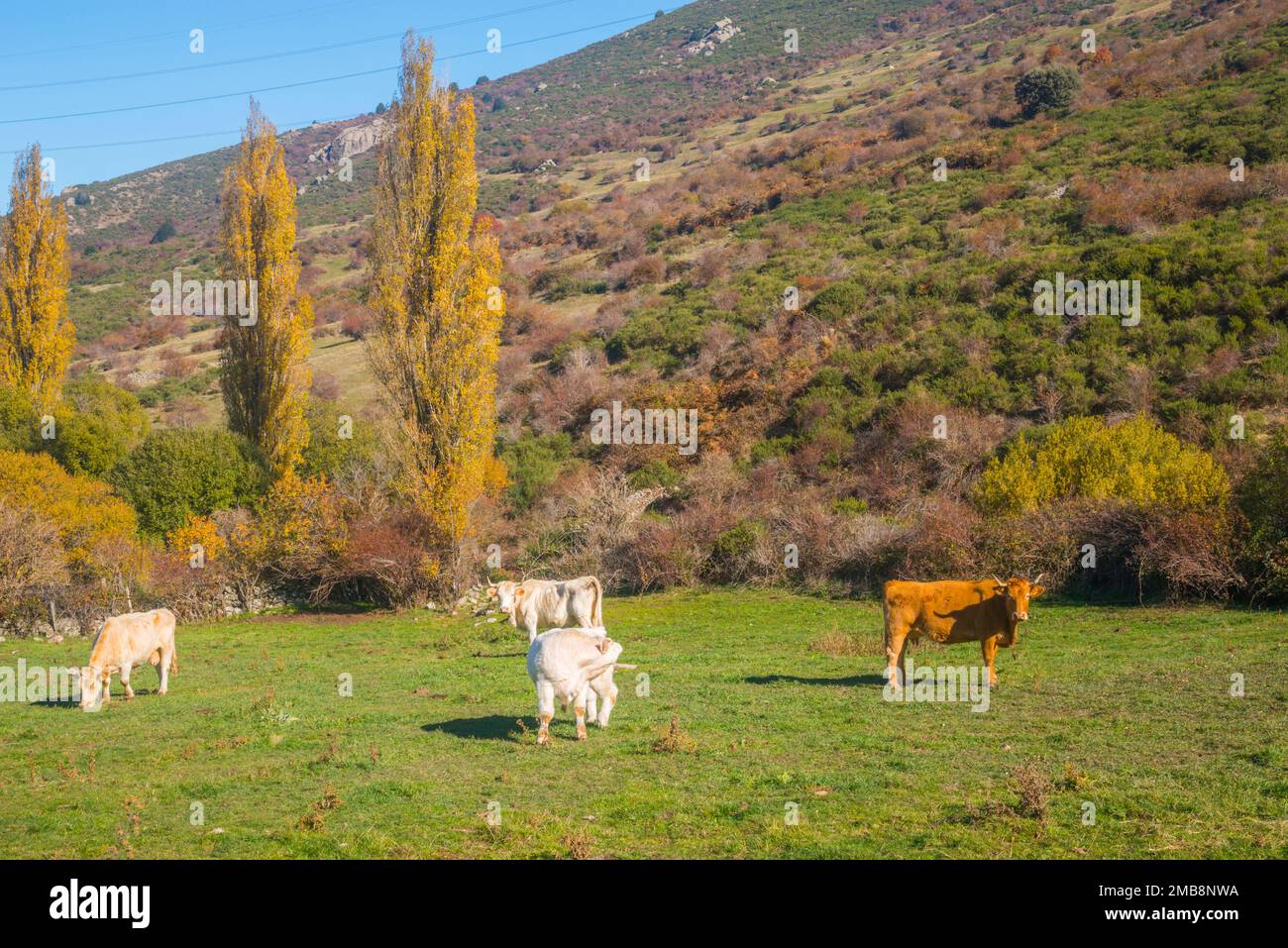 Cows in a meadow. Somosierra, Madrid province, Spain. Stock Photo