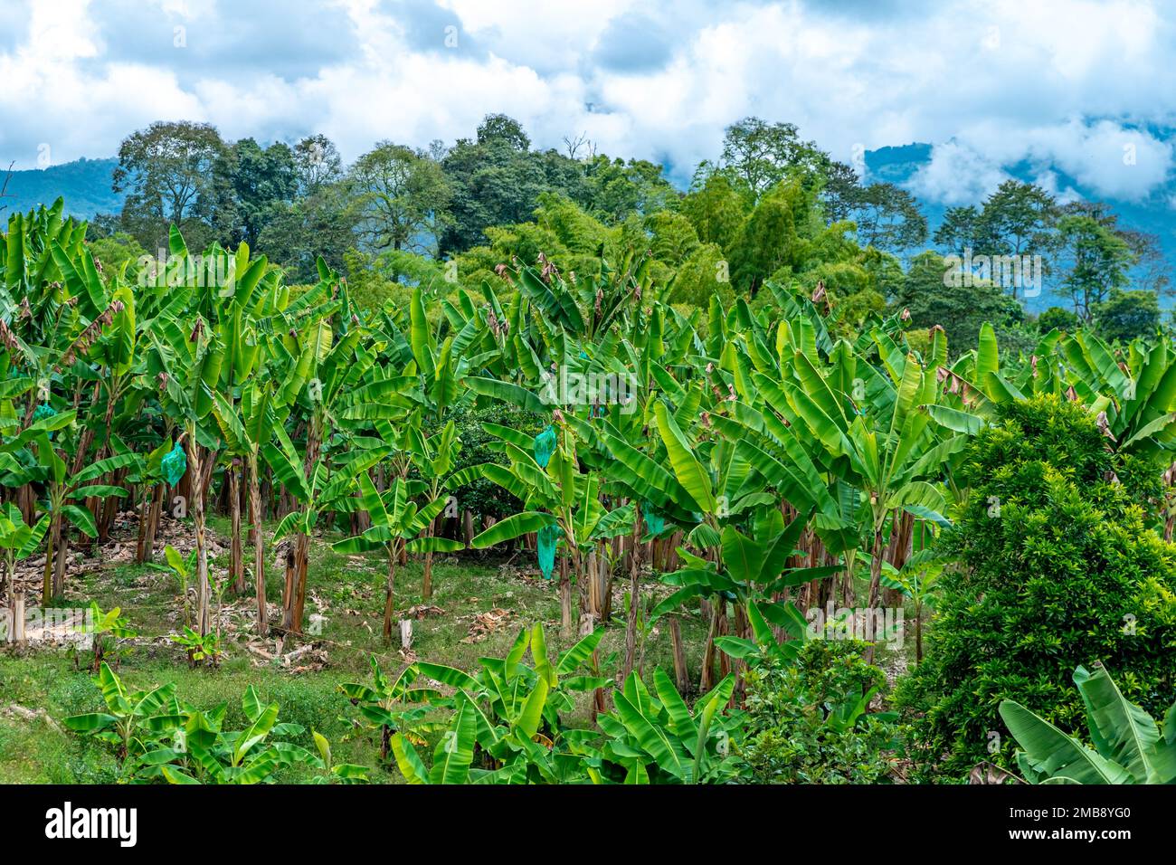 banana plantation on a farm in nature Stock Photo - Alamy