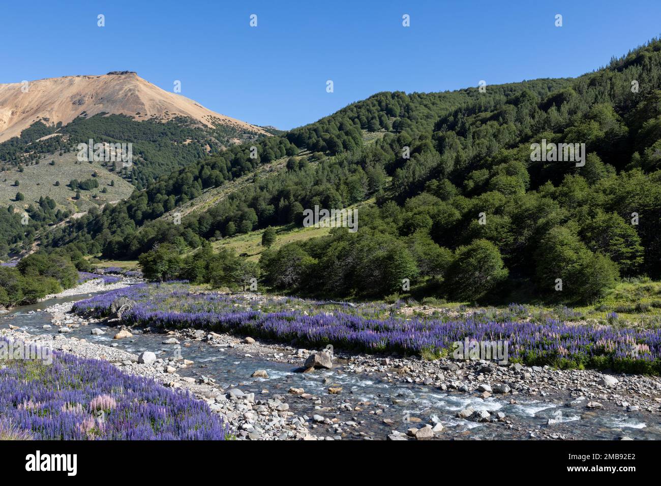 Purple plants along a crystal clear creek while driving the Carretera Austral in Patagonia, Chile Stock Photo