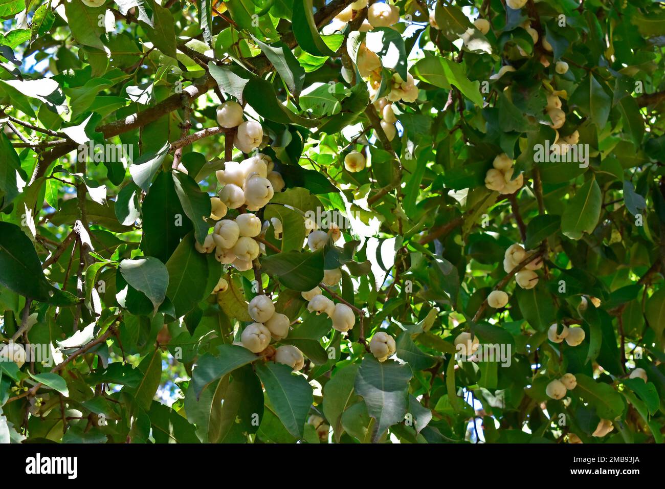 Watery rose apple, water apple or bell fruits (Syzygium aqueum) on tree in Rio de Janeiro Stock Photo