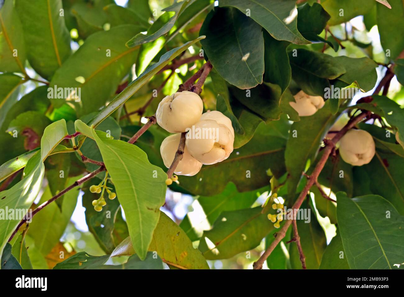 Watery rose apple, water apple or bell fruits (Syzygium aqueum) on tree in Rio de Janeiro Stock Photo