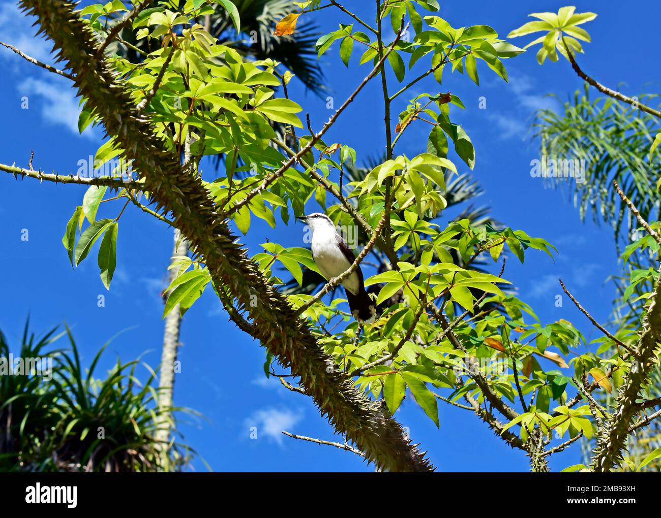 Trycant Tree Masked water tyrant (Fluvicola nengeta) on tree Stock Photo - Alamy