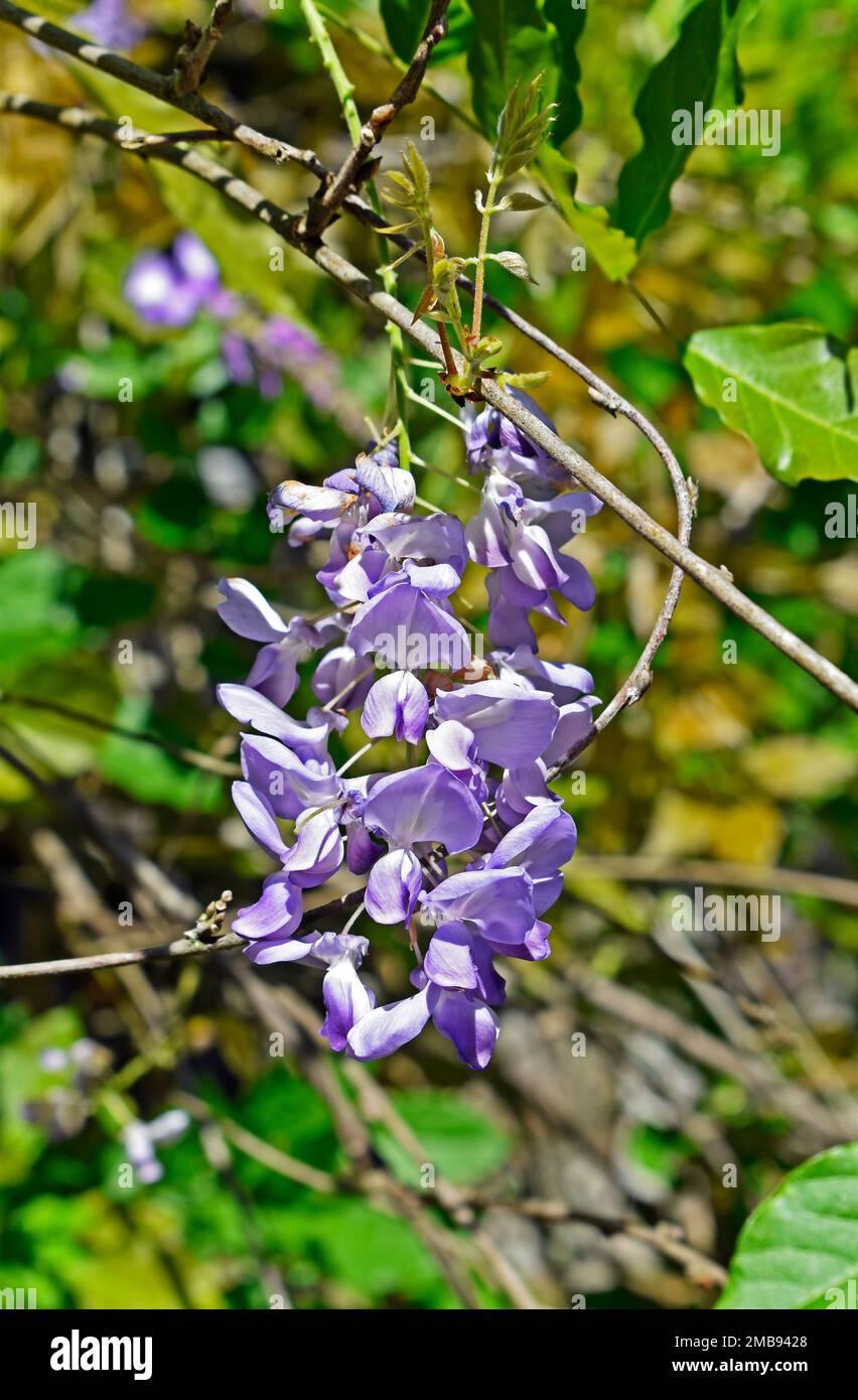 Chinese wisteria flowers (Wisteria sinensis) on garden, Rio Stock Photo