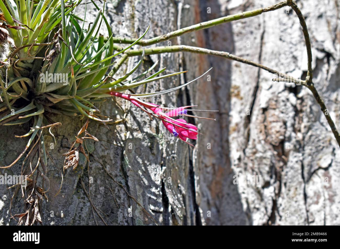 Epiphytic plant flower (Tillandsia stricta) on tree Stock Photo