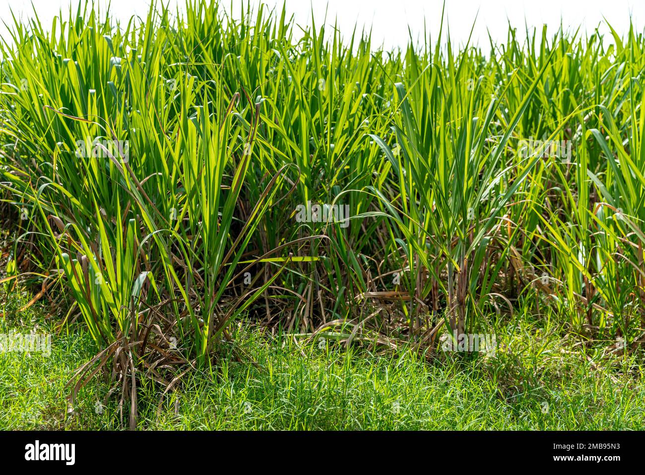 field with green sugar cane plants Stock Photo Alamy