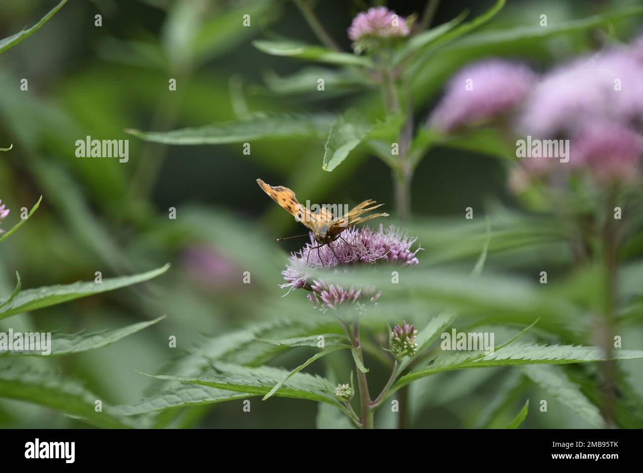 Comma Butterfly (Nymphalis c-album) Centre Foreground of Image, Facing Camera, Surrounded by Green Foliage and Pink Wildflowers on a Sunny Day in UK Stock Photo