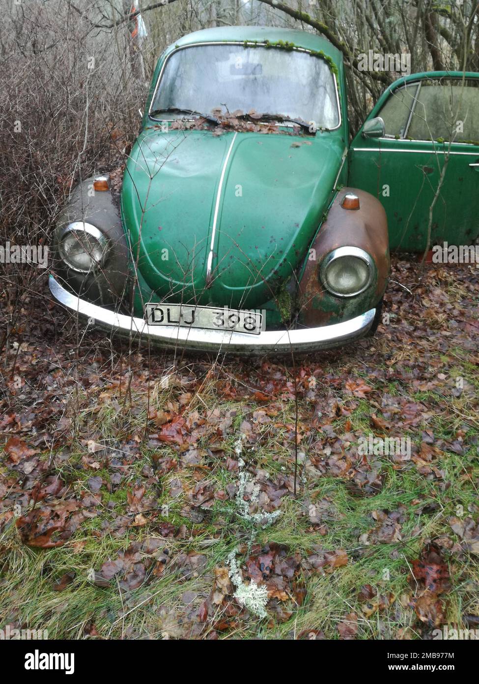 A vertical closeup of a green Volkswagen Beetle on a yellowing grass, deciduous trees background Stock Photo