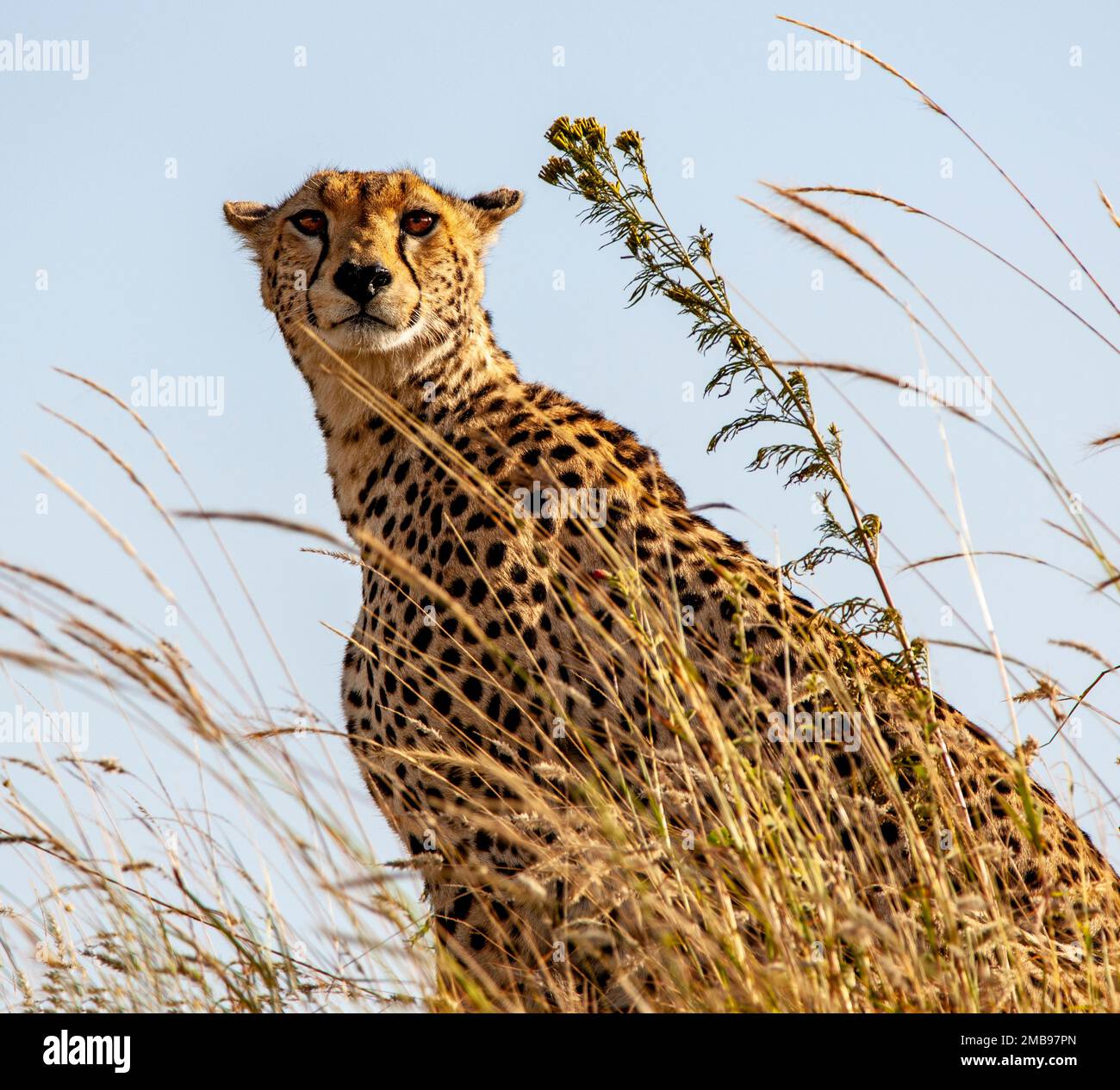 Parco nazionale del serengeti hi-res stock photography and images - Alamy