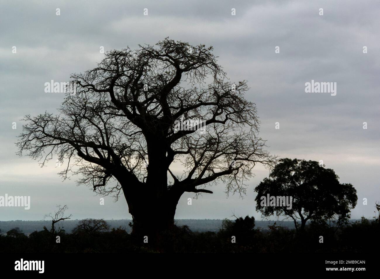 Albero del parco hi-res stock photography and images - Alamy