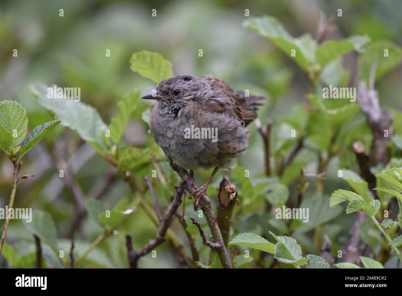 Close-Up Image of a Fledgling Dunnock (Prunella modularis) Facing Camera with Head Turned to Left of Image, Perched on Top of a Hedge in the UK Stock Photo