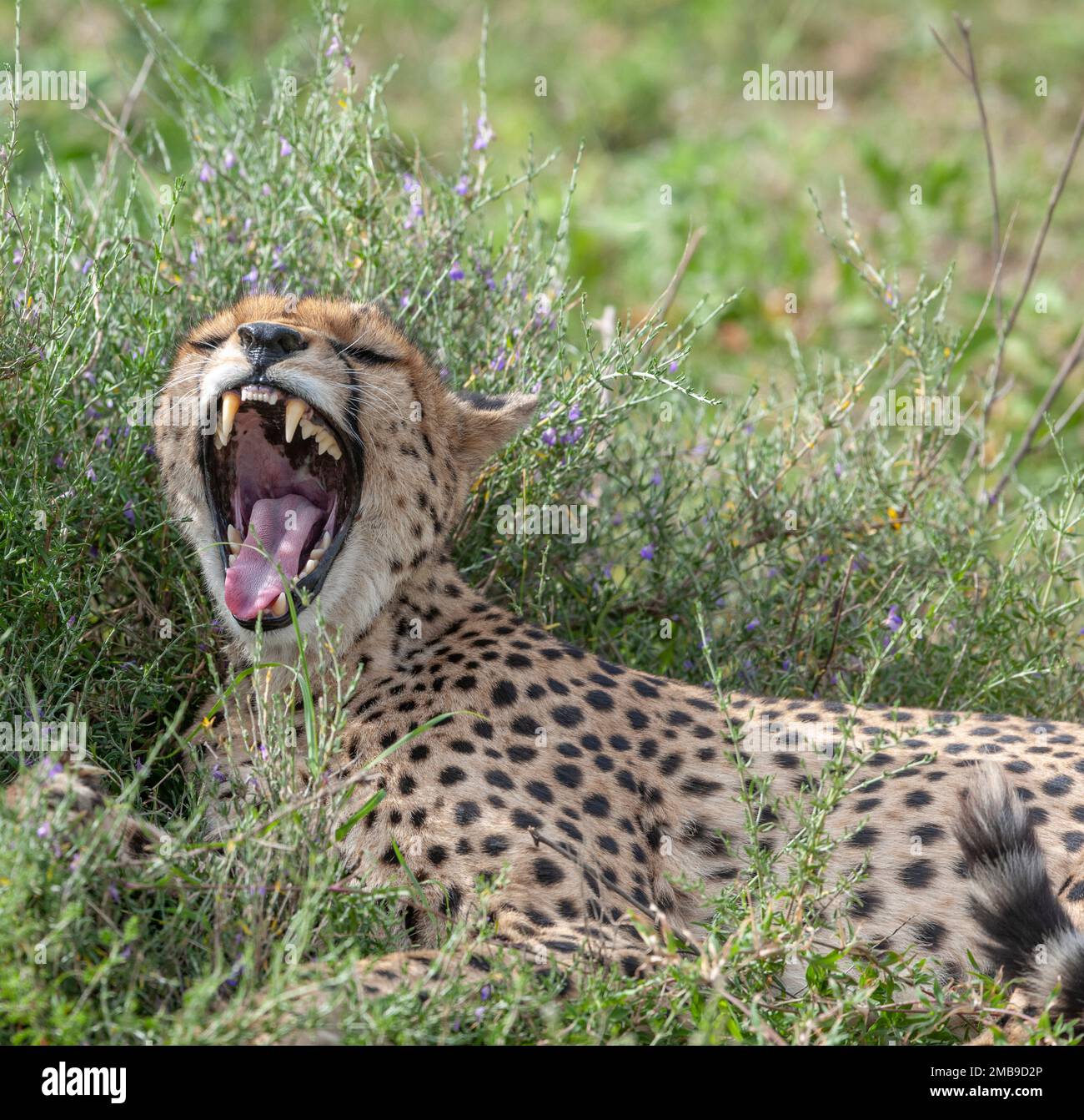 Parco nazionale del serengeti hi-res stock photography and images - Alamy
