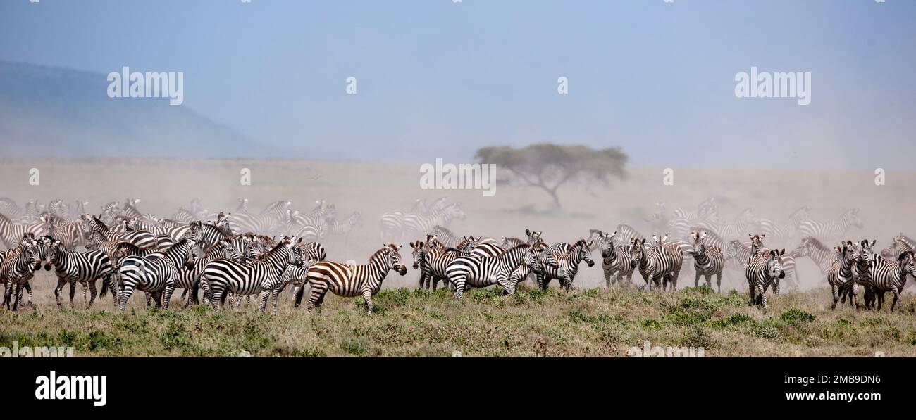 Parco nazionale del serengeti hi-res stock photography and images - Alamy