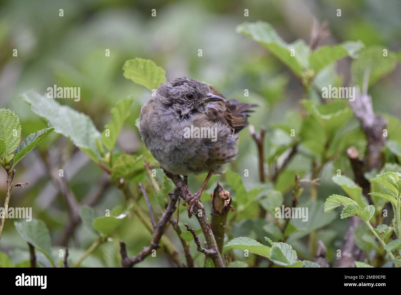 Close-Up Image of a Fledgling Dunnock (Prunella modularis) Perched on Top of a Hedge, Facing Camera, with Head Turned to Right in Wales, UK in Summer Stock Photo