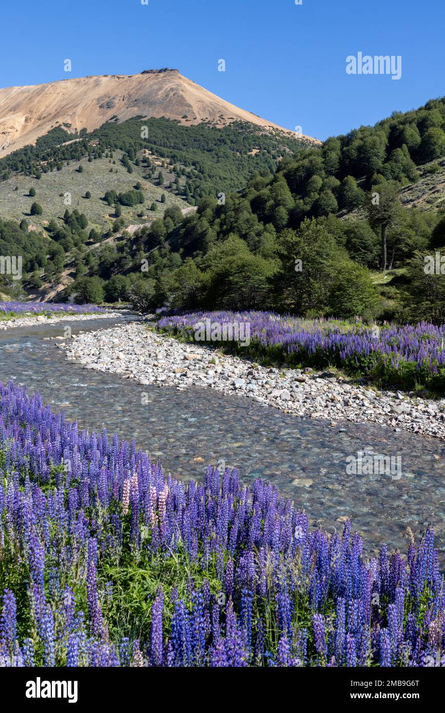 Purple plants along a crystal clear creek while driving the Carretera Austral in Patagonia, Chile Stock Photo