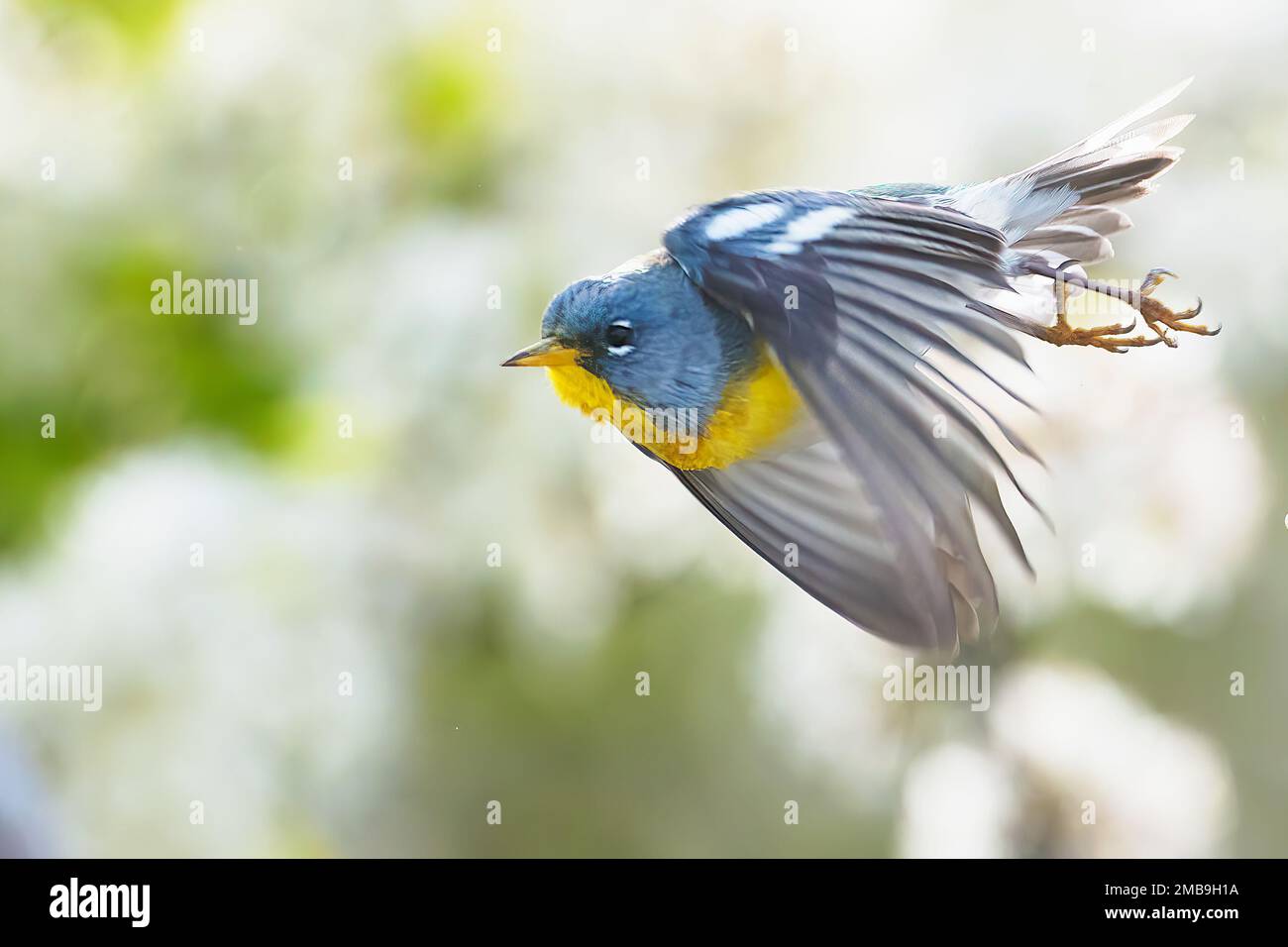 Northern parula warbler in spring migration flight Stock Photo