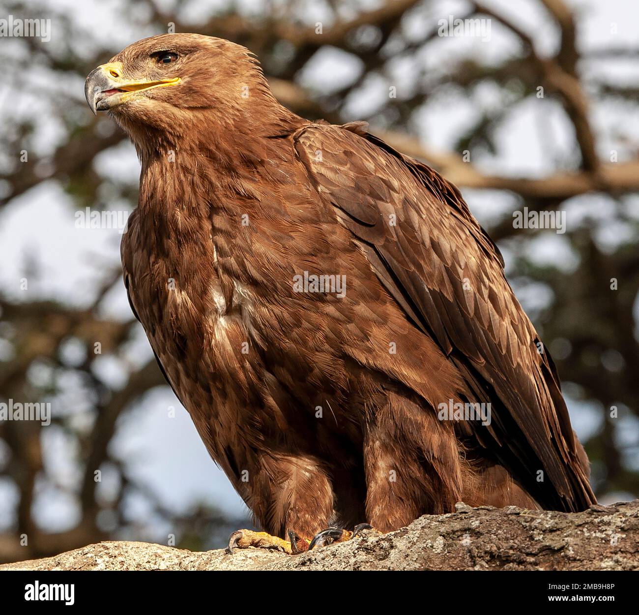 Parco africa hi-res stock photography and images - Alamy