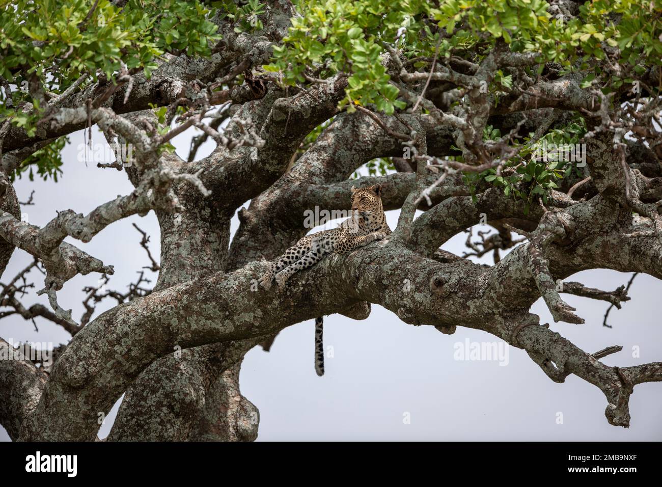 Parco africa hi-res stock photography and images - Alamy
