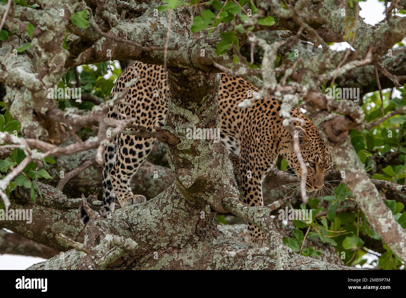 Parco africa hi-res stock photography and images - Alamy