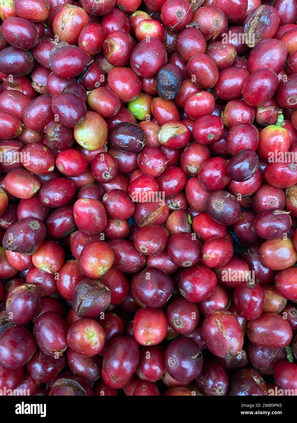 Central bean coffee shop hi-res stock photography and images - Alamy