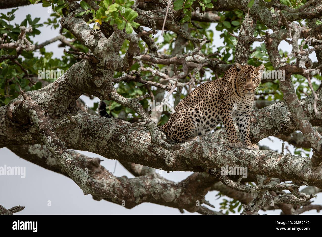 Parco africa hi-res stock photography and images - Alamy