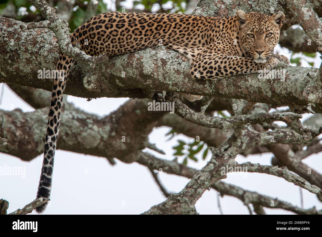 Parco africa hi-res stock photography and images - Alamy