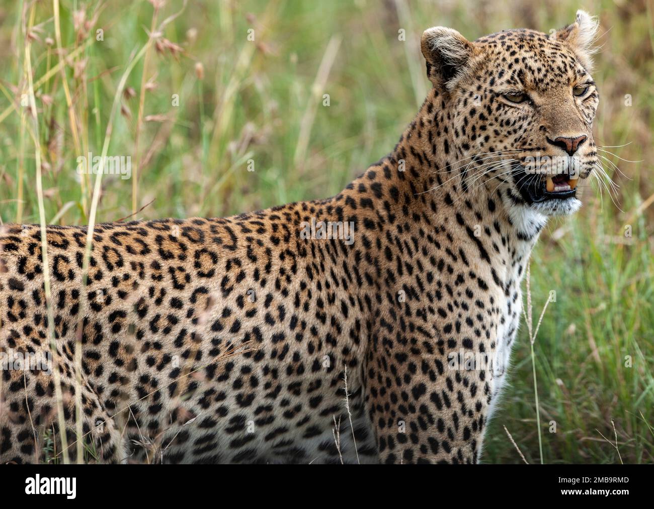 Parco africa hi-res stock photography and images - Alamy
